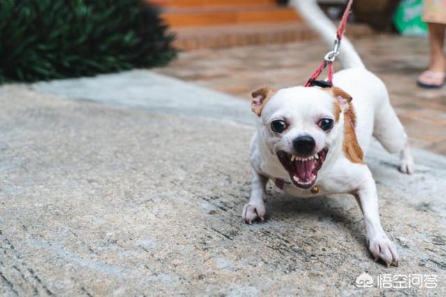 成都出售纯种赛级圣伯纳幼犬:哪里可以买到纯种的卡斯罗幼犬？