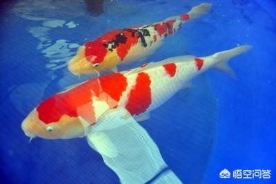 血鹦鹉鱼烂鳃:我的锦鲤出现烂鳃、烂嘴，该怎么办？ 血鹦鹉鱼烂鳃什么原因