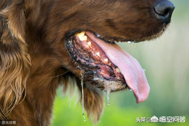 人得了狂犬病潜伏期多久:带有狂犬病毒的狗能活多久？
