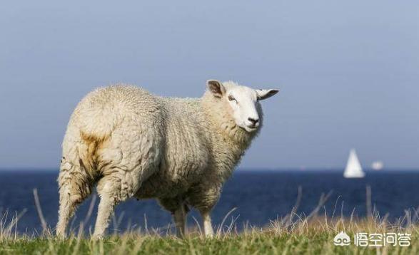 79年属羊的一生婚姻状况,属鸡和属羊的适合结婚吗？