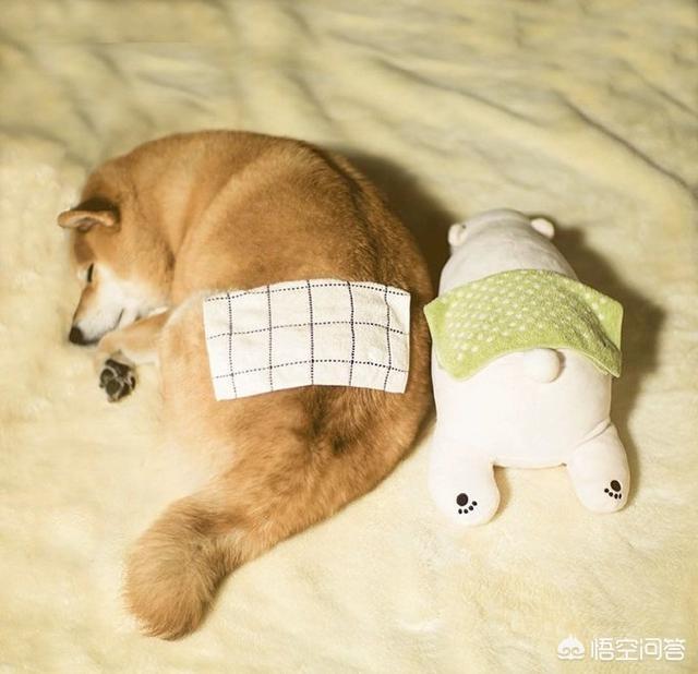 柴犬优缺点 柴犬优缺点:为什么有些人说养狗不要养柴犬？ 柴犬好不好柴犬的优缺点分析