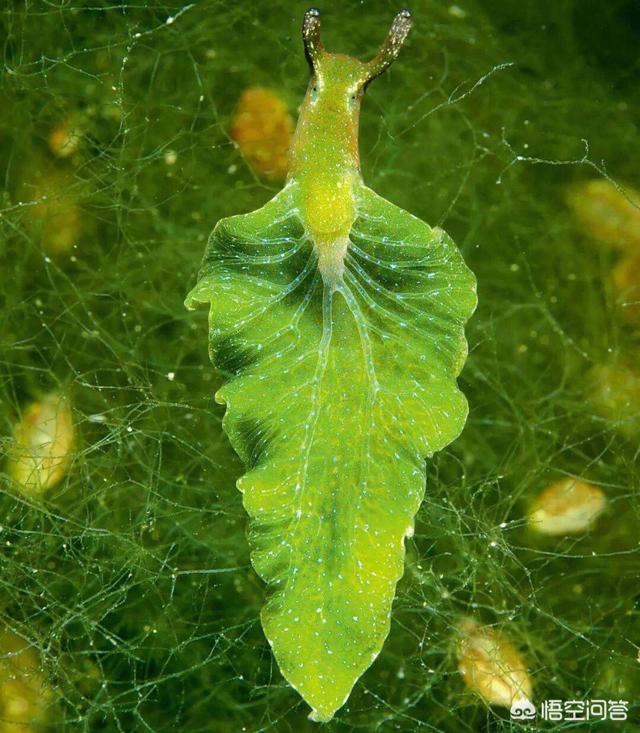 地球上有哪些生物是以违背生命规律的方式存在的 钟铭聊科学的回答 头条问答