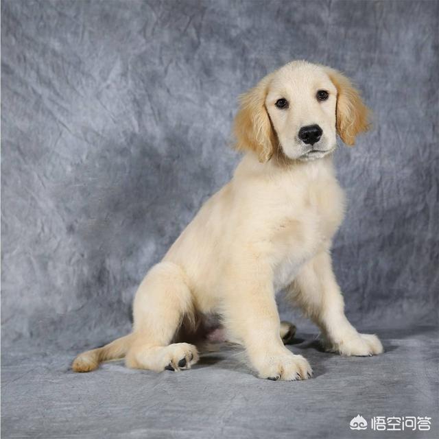 金毛犬吧:第一次养金毛需要注意什么？ 金毛犬多贵一只