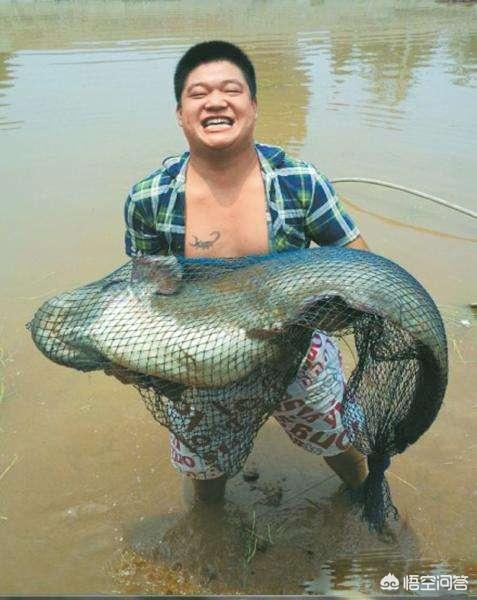 世界上最大的水怪是什么，鲶鱼最大可以长到多大能吃下的最大食物是什么