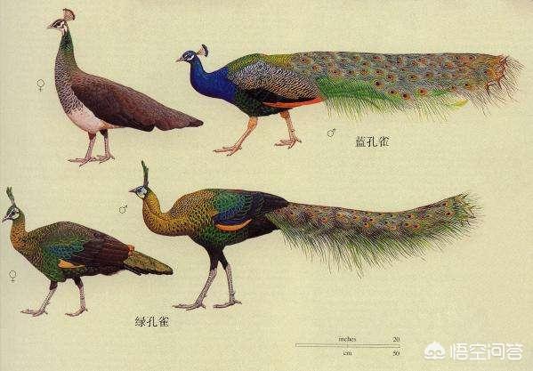 灭绝的动物大象鸟:先秦时代，中原有大熊猫、孔雀、仙鹤和大象吗？有哪些史实依据？