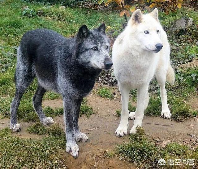 狗斗狼视频:狗是从狼驯化来的，为什么绝大部分狗打不过狼？ 狗狼大战真实视频