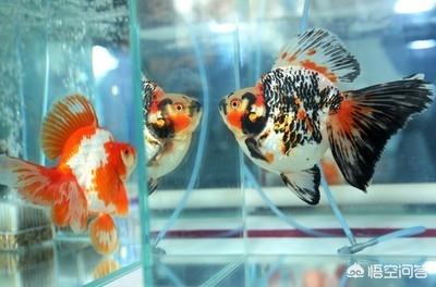 鱼缸水族箱养鱼知识:养鱼怎样让缸内变得干净？ 鱼缸养鱼知识基础篇