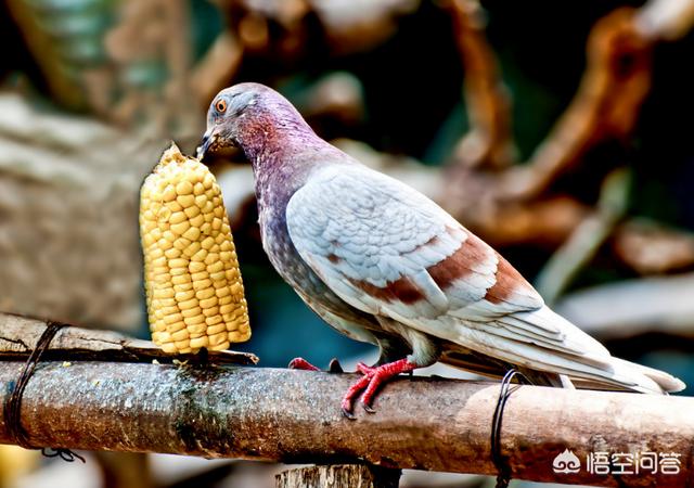 鸽子吃大米吗，玉米喂给鸽子，鸽子不吃怎么办
