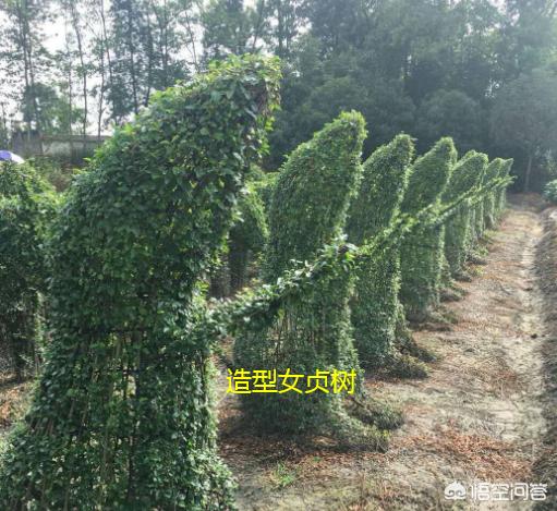 小叶女贞子树桩盆景:女贞子老桩盆景制作方法 小叶女贞盆景用赤玉土养可以吗，容易生根吗？