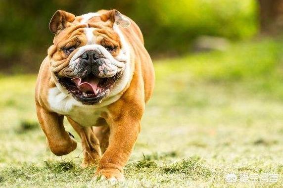 英斗犬和法斗犬哪个好:英斗犬和法斗犬哪个贵 为什么感觉养法斗的人比养英斗的多？