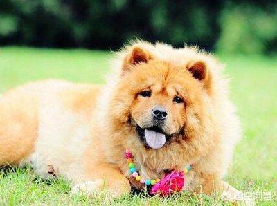 松师犬高清图片:为什么养一只松狮犬带出门从没有怕过？