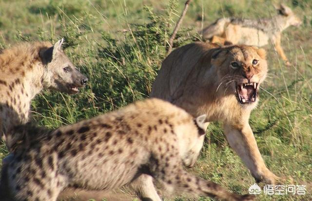 野狗vs鬣狗:狮子、豹子驱赶鬣狗、野犬，为什么不动真格？