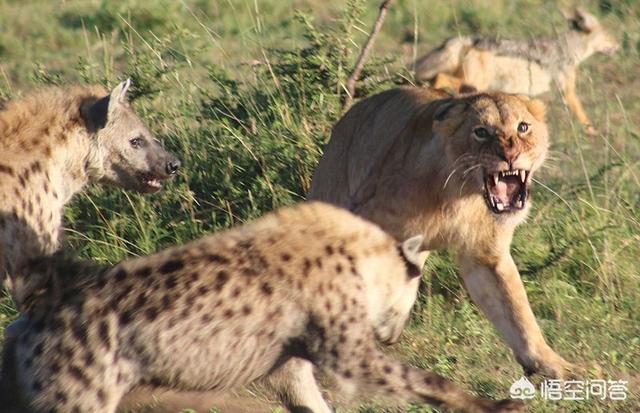 非洲野狗和鬣狗视频:狮子、豹子驱赶鬣狗、野犬，为什么不动真格？