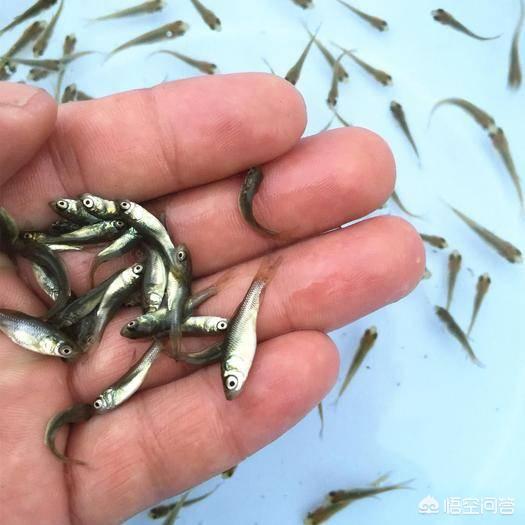 鱼会吃观赏植物吗?:淡水鱼塘什么动物吃腐蚀性植物？