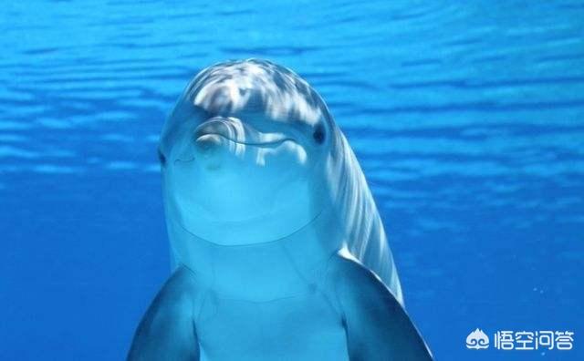 丹麦为什么杀海豚，鱼类是哑巴还是没有痛神经，为什么在被杀时没有撕心裂肺的惨叫
