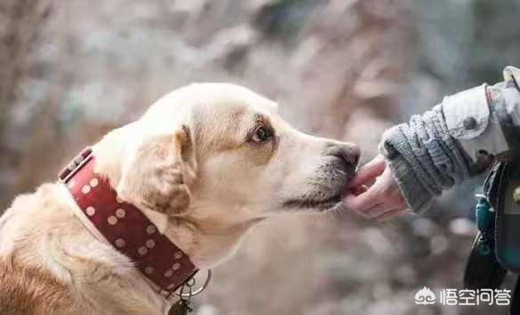 犬钩虫病传染人吗:狗的唾液会不会有传染病？