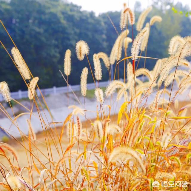 朋友圈图片配图 心情 唯美 伤感:最唯美伤感句子，是否伤过的心真的会变得更加坚毅？(伤感的经典句子一句话扎心)