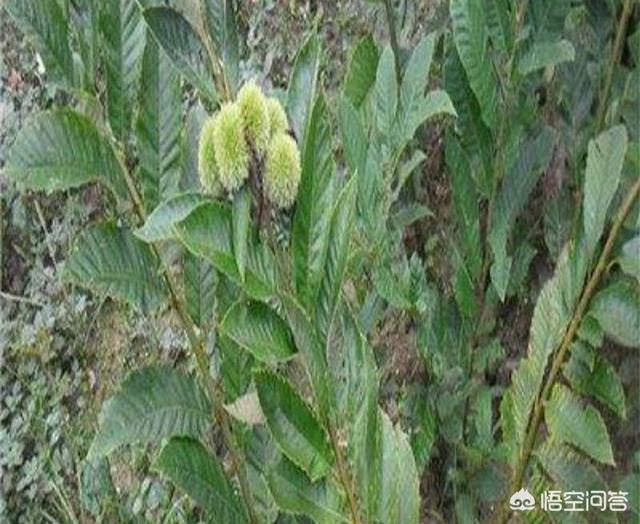 你知道芦丁鸡吗？了解之后你会去养殖芦丁鸡吗？