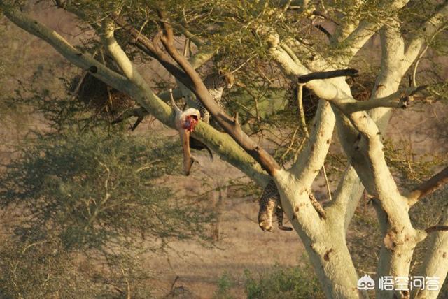 花豹突击队txt下载:花豹和猎豹谁体形大更厉害？为什么？