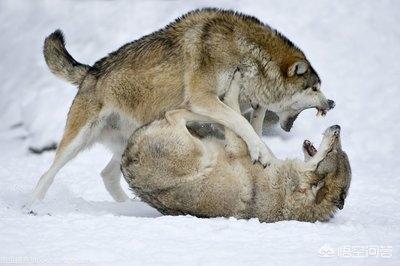 如果在狼群面前将领头狼一棒子打倒,狼群们会认为我是新的领头狼吗?