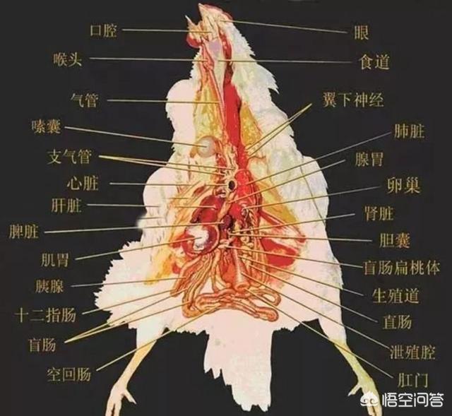 动物是怎么交流配的过程:卵生动物是不是都跟鸡一样不交配也能下蛋？