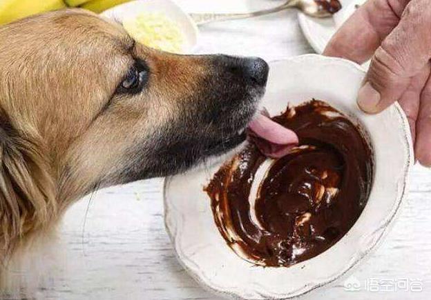 狗狗可以喝安慕希吗，什么食物对狗狗来说是什么危险的