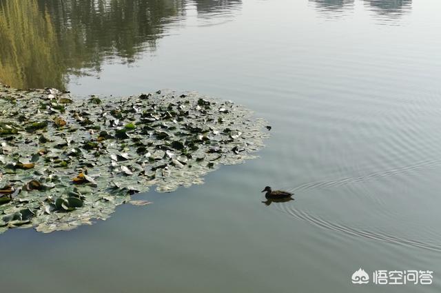 亚洲色狗影院图片图库:各路大师看看这几个片子怎么样？