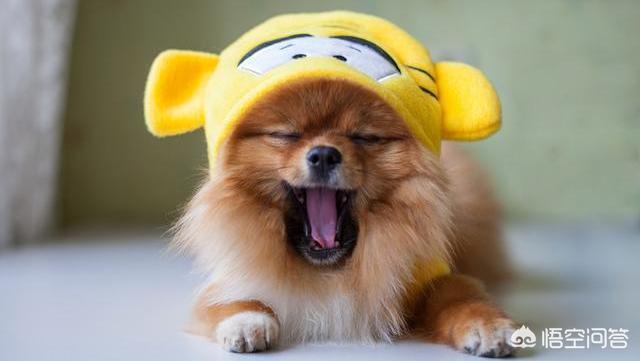 小型狗的寿命:小型犬的寿命 为什么泰迪大多活不过15岁？