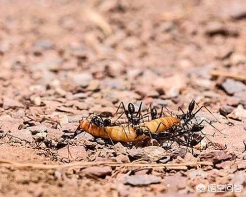 十堰有养黄粉虫的吗:冬季养殖黄粉虫，该如何进行管理？