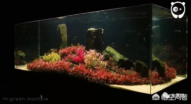 水草能在火山石生长么?:草缸可以先放水草泥种上水草后，在上面再去铺一层底砂吗？