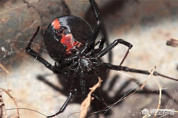 红背蜘蛛能挑战眼镜蛇吗，排除极端因素影响，正常状态下哪些肉食类动物是会啃食自己同类的