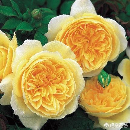 头条问答 月季花冬季如何施肥效果最好 可以用水溶肥吗 晴天的养花日记的回答 0赞