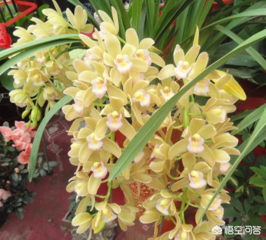 九子大花蕙兰的图片:大花蕙兰的根都到植料表面了，该怎么处理？