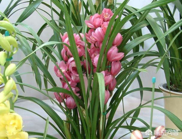 九子大花蕙兰的图片:大花蕙兰的根都到植料表面了，该怎么处理？