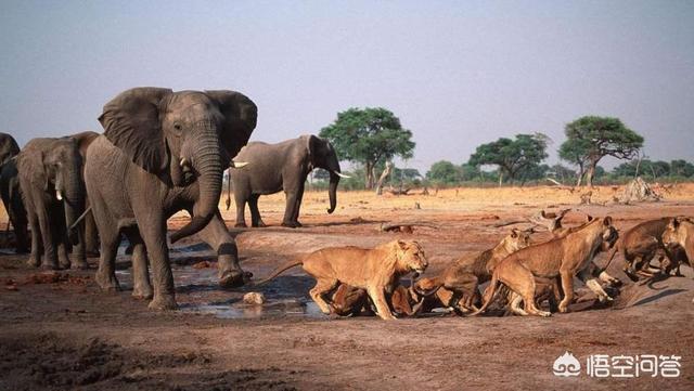 老虎,大象,狮子谁才是森林之王?