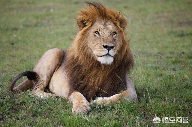 老虎,大象,狮子谁才是森林之王?