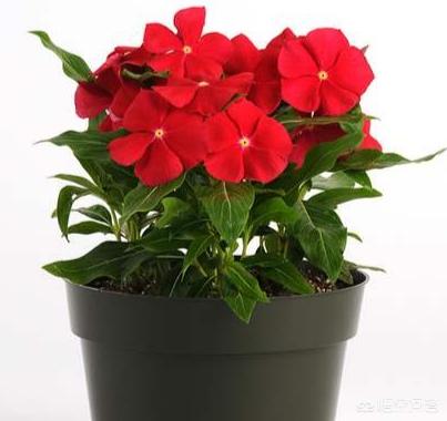 头条问答 长春花根系发达吗 种植过程中需要注意什么 爱生活的玲子的回答 0赞