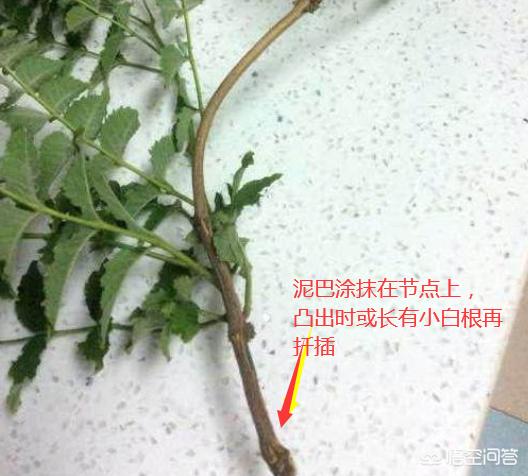 凌霄花与炮仗花的图片:哪些花可以爬墙且花期长？