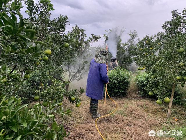 柑橘锈壁虱:柑橘锈壁虱用什么药防治 天气逐渐回暖，柑橘病虫害开始泛滥，如何提前做好防治工作？