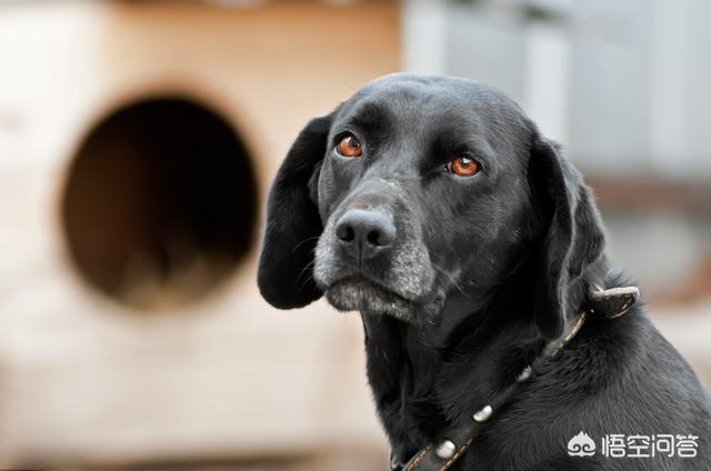 优质的拉布拉多犬性格特征有哪些:养拉布拉多犬该注意哪些 黑色拉布拉多犬有什么优势，值得养吗？