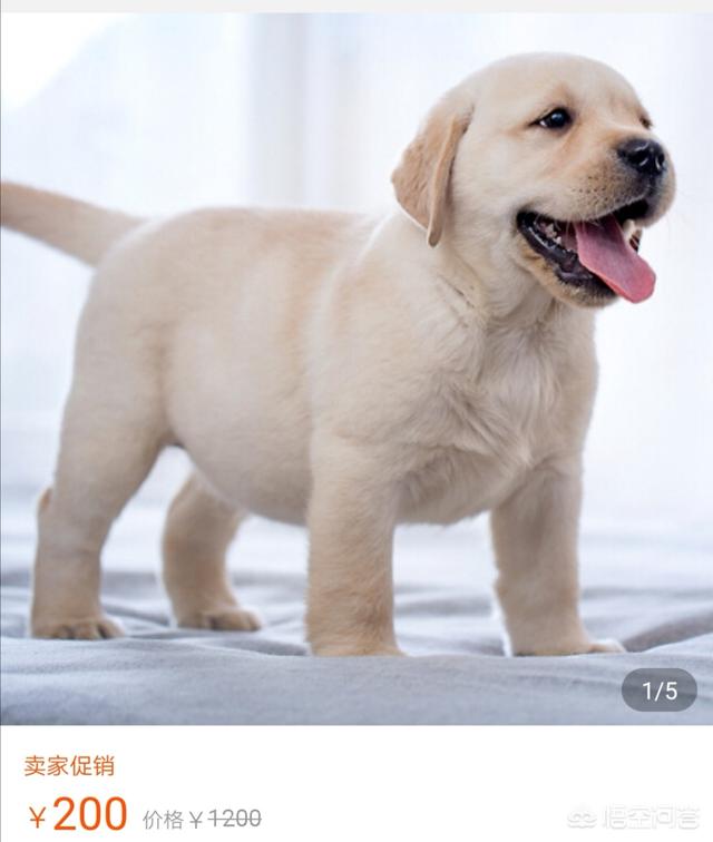 中华田园狗价格:中华田园犬为什么越来越少人养？