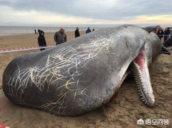 大王酸浆鱿和大王乌贼谁最大(大王乌贼vs大王酸浆鱿区别)_经验妙招5