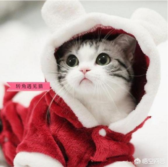 美国短毛猫图片:选纯种猫你是选英国短毛猫还是美国短毛猫、还是布偶猫呢？
