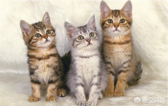 美国短毛猫图片:选纯种猫你是选英国短毛猫还是美国短毛猫、还是布偶猫呢？