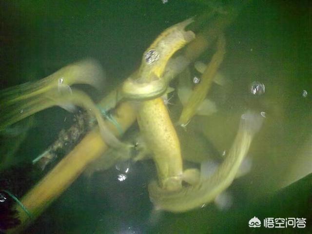 北京淡水鱼苗:北京淡水鱼苗市场 新池塘下鱼苗需要注意什么？