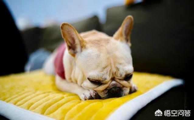 法国斗牛犬好养吗有没有体味:养法国斗牛犬是一种什么样的体验？
