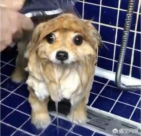 纯种博美犬好养吗:头条里有家里养着博美的吗？需要详细了解下，博美好养嘛？