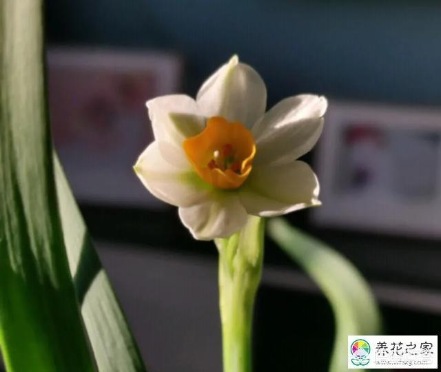 头条问答 水仙花开花后根如何处理 养花匠小齐的回答 0赞