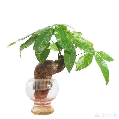 盆景发财树怎么养才长得好:发财树一直不长是怎么回事？