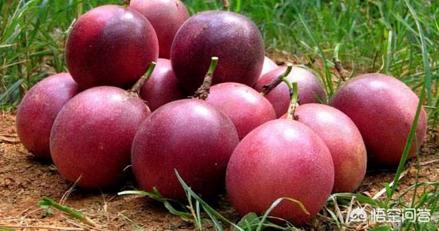 头条问答 百香果园怎样用石灰杀菌 13个回答